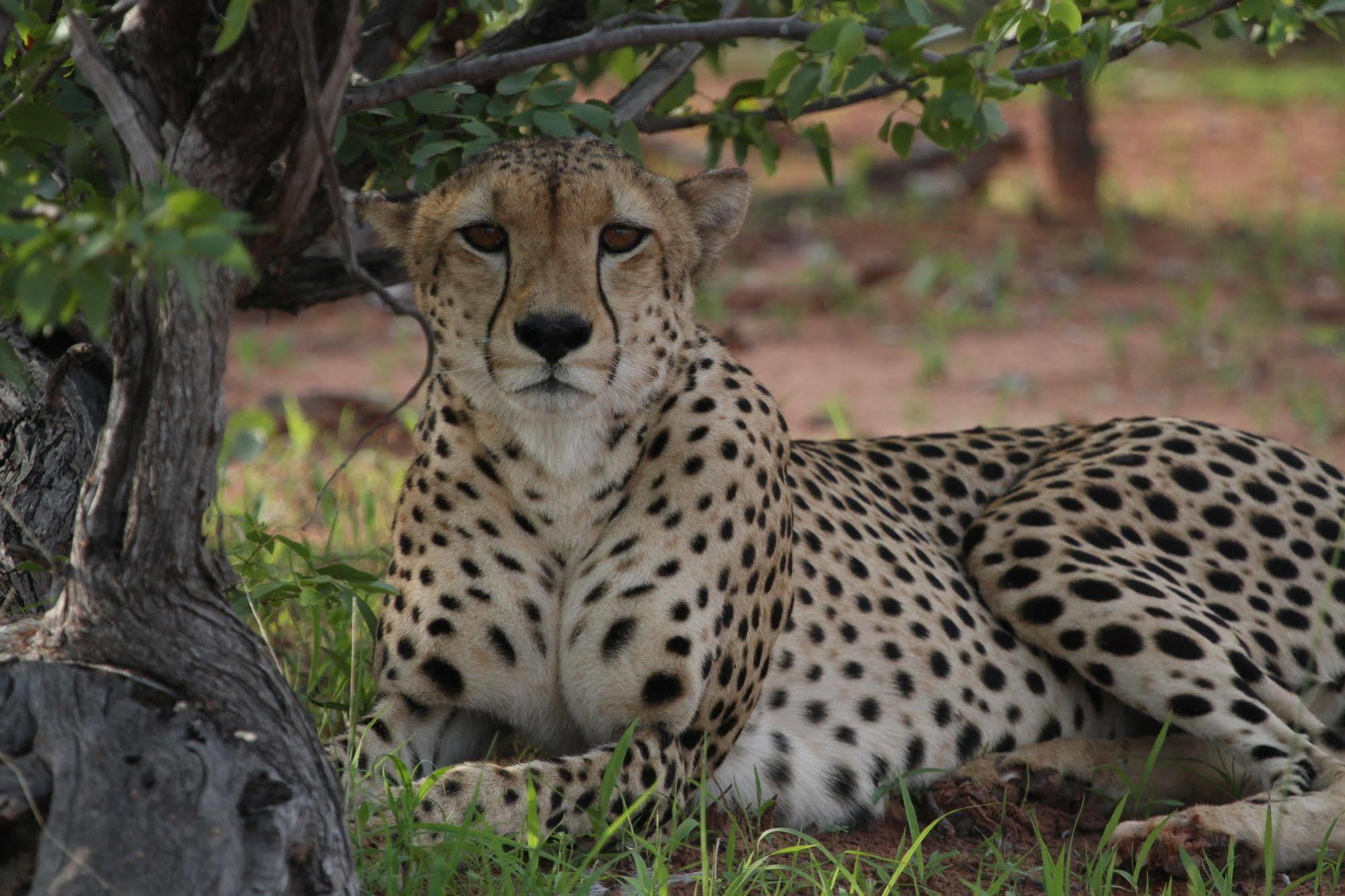 Changa Safari Camp Matusadona National Park Eksteriør bilde